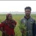 রাজশাহীর বাগবারায় কাঁচা সরিষার ক্ষেত কেটে নষ্ট করার অভিযোগ