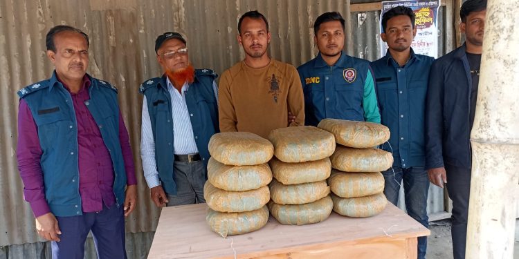 কালিয়ায় মাদকদ্রব্য নিয়ন্ত্রণ অধিদপ্তরের অভিযানে ২৪ কেজি গাঁজাসহ আটক ১