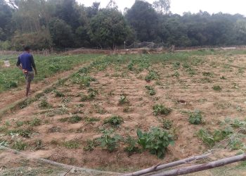 বাঁশখালীতে হাতির তান্ডবে ৫০ একর জমির ফসল নষ্ট, দুশ্চিন্তায় কৃষক