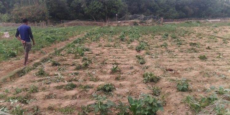 বাঁশখালীতে হাতির তান্ডবে ৫০ একর জমির ফসল নষ্ট, দুশ্চিন্তায় কৃষক