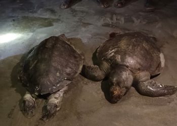 কুয়াকাটা সৈকতে ভেসে এসেছে লেপিডোসেলিম ওলিভাসিয়া প্রজাতির দু’টি মৃত জোড়া কচ্ছপ