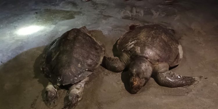 কুয়াকাটা সৈকতে ভেসে এসেছে লেপিডোসেলিম ওলিভাসিয়া প্রজাতির দু’টি মৃত জোড়া কচ্ছপ