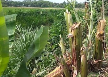 গাছের সাথে এ কেমন শত্রুতা; রাতের আধারে দুর্বৃত্তরা কেটে ফেলেছে  শতাধিক কলা গাছ