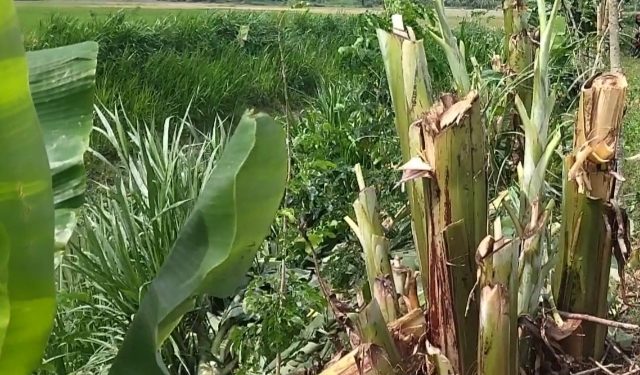 গাছের সাথে এ কেমন শত্রুতা; রাতের আধারে দুর্বৃত্তরা কেটে ফেলেছে শতাধিক কলা গাছ