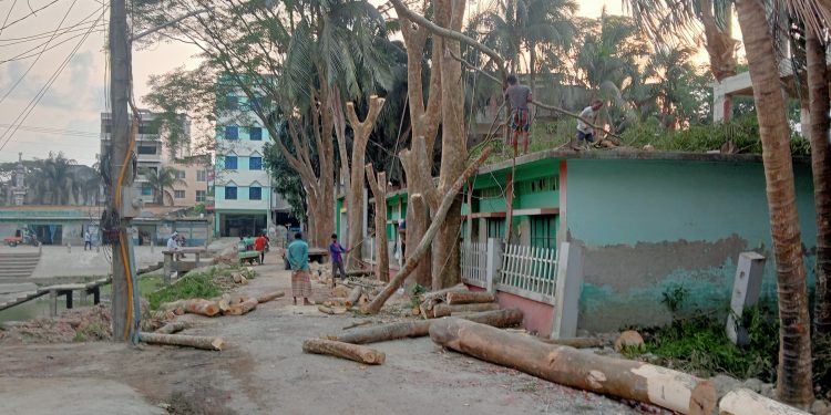 পটুয়াখালীতে গাছ কাটার ঘটনায় তদন্ত কমিটি গঠন