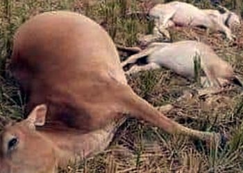 পটুয়াখালীতে বজ্রপাতে তিনটি গরুর মৃত্যু 