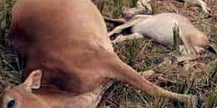 পটুয়াখালীতে বজ্রপাতে তিনটি গরুর মৃত্যু 