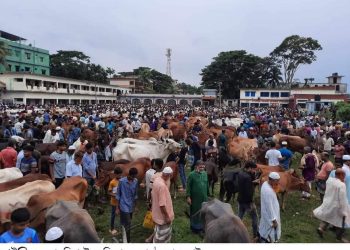 চাটখিলে চাহিদার চেয়ে গবাদি পশু অধিক: তুলনামূলক দাম কম