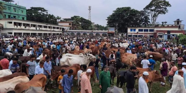 চাটখিলে চাহিদার চেয়ে গবাদি পশু অধিক: তুলনামূলক দাম কম
