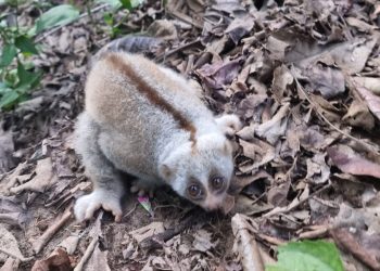 কাপ্তাই ন্যাশনাল পার্কে বিরল প্রজাতির লজ্জাবতী বানর অবমুক্ত