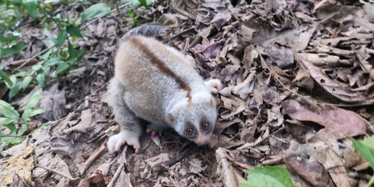 কাপ্তাই ন্যাশনাল পার্কে বিরল প্রজাতির লজ্জাবতী বানর অবমুক্ত
