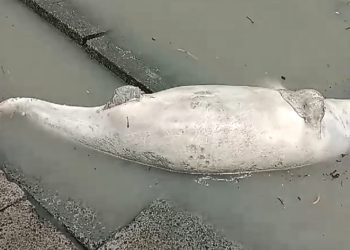 কুয়াকাটা সৈকতে ভেসে এসেছে ১০ ফুট লম্বা মৃত ইরাবতী ডলফিন