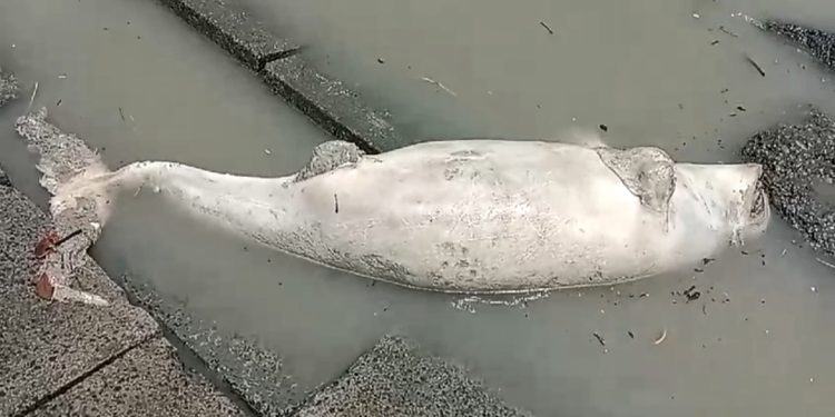 কুয়াকাটা সৈকতে ভেসে এসেছে ১০ ফুট লম্বা মৃত ইরাবতী ডলফিন