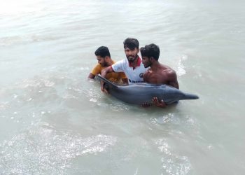 আন্ধারমানিক নদীতে ভেসে আসলো অসুস্থ ডলফিন
