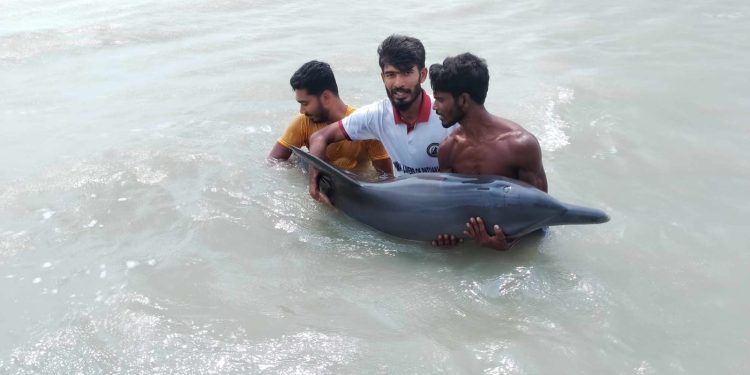 আন্ধারমানিক নদীতে ভেসে আসলো অসুস্থ ডলফিন