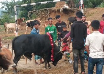 কাপ্তাইয়ের হাটে পর্যাপ্ত গরু থাকলেও নেই ক্রেতা