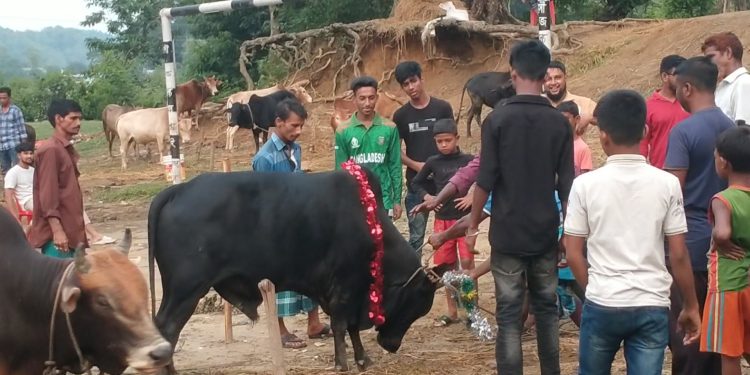 কাপ্তাইয়ের হাটে পর্যাপ্ত গরু থাকলেও নেই ক্রেতা
