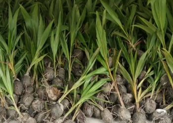 পটুয়াখালীতে ১ হাজার ২’শত কৃষকের মাঝে বিনামূল্যে নারিকেল চারা বিতরন অনুষ্ঠিত 