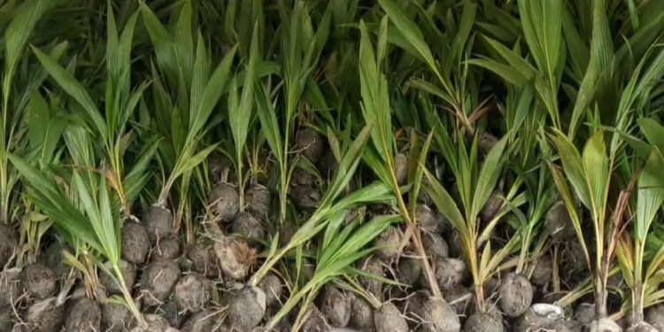 পটুয়াখালীতে ১ হাজার ২’শত কৃষকের মাঝে বিনামূল্যে নারিকেল চারা বিতরন অনুষ্ঠিত 