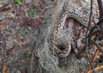 পটুয়াখালীতে ধরা পড়ল ৪ ফুট দৈর্ঘ্যের  রাসেলস ভাইপার