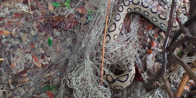 পটুয়াখালীতে ধরা পড়ল ৪ ফুট দৈর্ঘ্যের রাসেলস ভাইপার