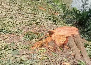 নড়াগাতীতে সড়কের সরকারি গাছ কাটার অভিযোগ!স’মিল থেকে উদ্ধার