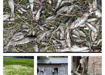 বাগমারায় আওয়ামী লীগের গ্রুপিংয়ের বলি দোকানপাট পুকুরের মাছ