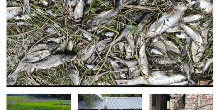 বাগমারায় আওয়ামী লীগের গ্রুপিংয়ের বলি দোকানপাট পুকুরের মাছ