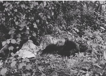 কালিয়াকৈরে অজ্ঞাত ব্যক্তির অর্ধগলিত মরদেহ উদ্ধার