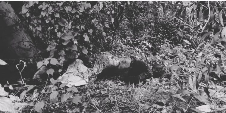 কালিয়াকৈরে অজ্ঞাত ব্যক্তির অর্ধগলিত মরদেহ উদ্ধার