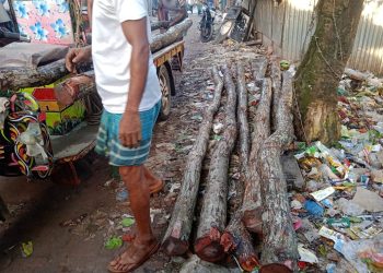 পটুয়াখালীতে সুন্দরী গাছ জব্দ