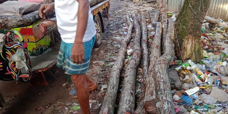 পটুয়াখালীতে সুন্দরী গাছ জব্দ