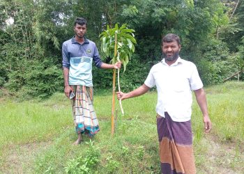 কুয়াকাটায় পুর্ব শত্রুতার জেরে ৬৫টি আম চারা কেটে ফেলেছে দুর্বৃত্তরা