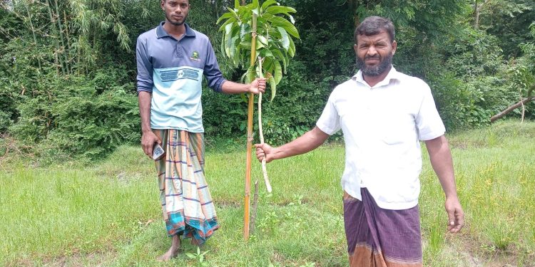 কুয়াকাটায় পুর্ব শত্রুতার জেরে ৬৫টি আম চারা কেটে ফেলেছে দুর্বৃত্তরা