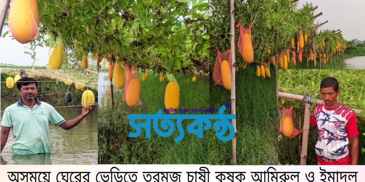 দেবহাটায় ঘেরের ভেড়িতে অসময়ে তরমুজ চাষ করে স্বাবলম্বী হচ্ছে কৃষক
