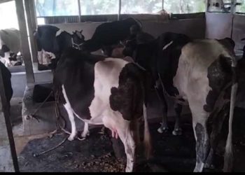 জামালপুরে পূর্ব শত্রুতার জেরে খামারে হামলা, ভাংচুর-লুটপাট, গ্রেপ্তার- ৭ 