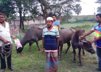 কুয়াকাটায় সমুদ্রের স্রোতে ভেসে আসা ৩টি মহিষ মালিকের কাছে হস্তান্তর