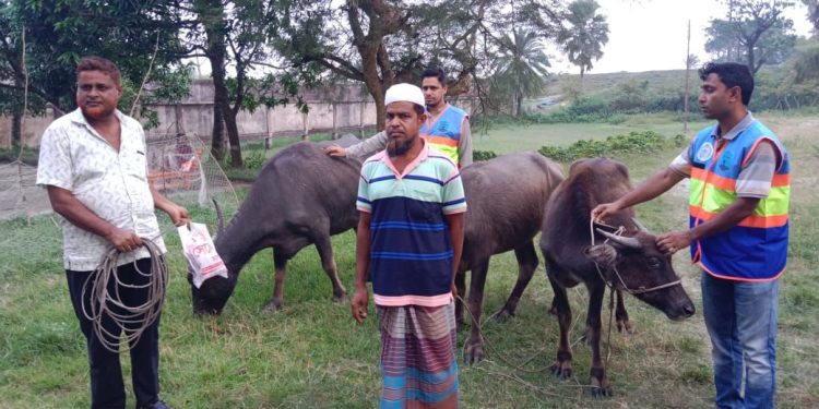 কুয়াকাটায় সমুদ্রের স্রোতে ভেসে আসা ৩টি মহিষ মালিকের কাছে হস্তান্তর