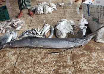 কুয়াকাটায় জেলের জালে ধরা পড়লো ৩০ কেজি ওজনের ১টি পাখি মাছ