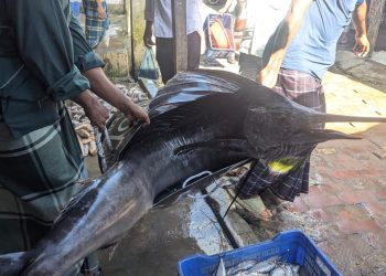 কুয়াকাটায় জেলের জালে ধরা পড়লো  ৪৬ কেজি ওজনের পাখি মাছ