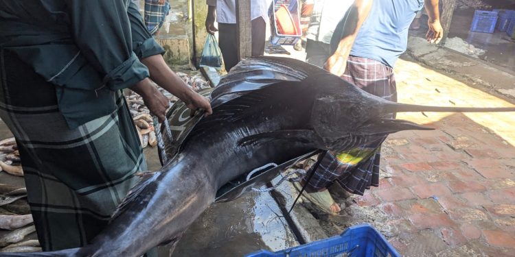 কুয়াকাটায় জেলের জালে ধরা পড়লো ৪৬ কেজি ওজনের পাখি মাছ
