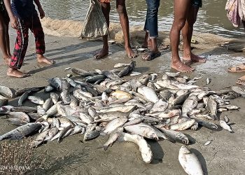 পটুয়াখালীতে রাতের আঁধারে মাছের ঘেরে বিষ, ১০ লক্ষ টাকার ক্ষতি