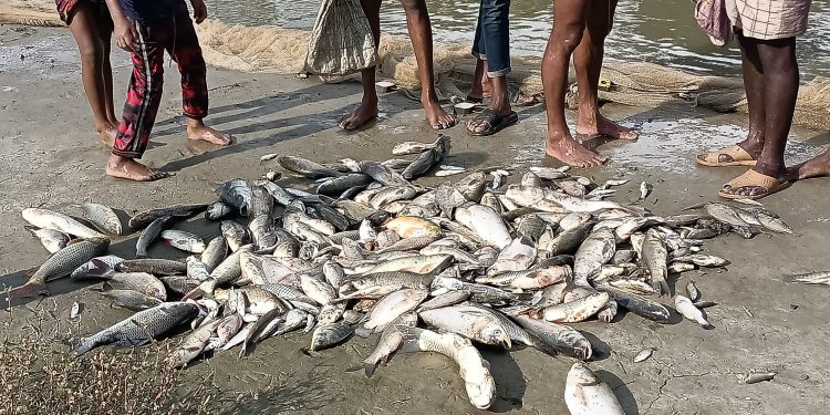 পটুয়াখালীতে রাতের আঁধারে মাছের ঘেরে বিষ, ১০ লক্ষ টাকার ক্ষতি