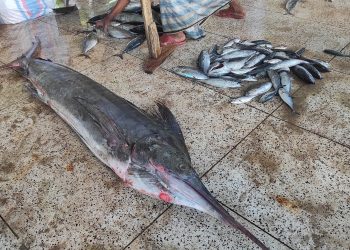 বঙ্গোপসাগরে জেলের জালে ধরা পড়েছে ৬০ কেজি ওজনের সেইল ফিস