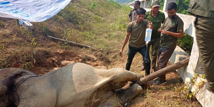 পরিবেশ উপদেষ্টার নির্দেশে ট্রেনে আহত বন্য হাতিটির চিকিৎসা ও নিরাপত্তা ব্যবস্থা করেছে বন বিভাগ
