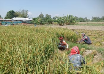 সারিয়াকান্দিতে রোপা আউশ ধান কাটা-মাড়াইয়ে ব্যস্ত সময় পার করছেন চাষীরা