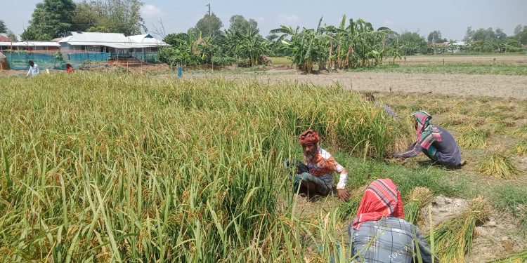 সারিয়াকান্দিতে রোপা আউশ ধান কাটা-মাড়াইয়ে ব্যস্ত সময় পার করছেন চাষীরা