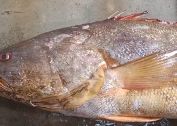 কুয়াকাটা ১ পোয়া মাছ বিক্রি সাড়ে ১০ হাজার টাকায়