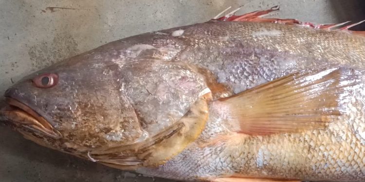 কুয়াকাটা ১ পোয়া মাছ বিক্রি সাড়ে ১০ হাজার টাকায়