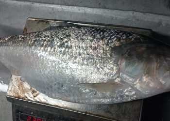 কুয়াকাটায় এক ইলিশ বিক্রি ৬ হাজার ৩০০ টাকায়